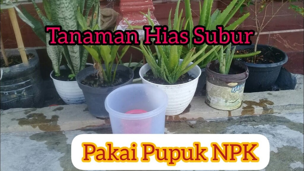 Tanaman praktis pupuk kompos yang sendiri organik